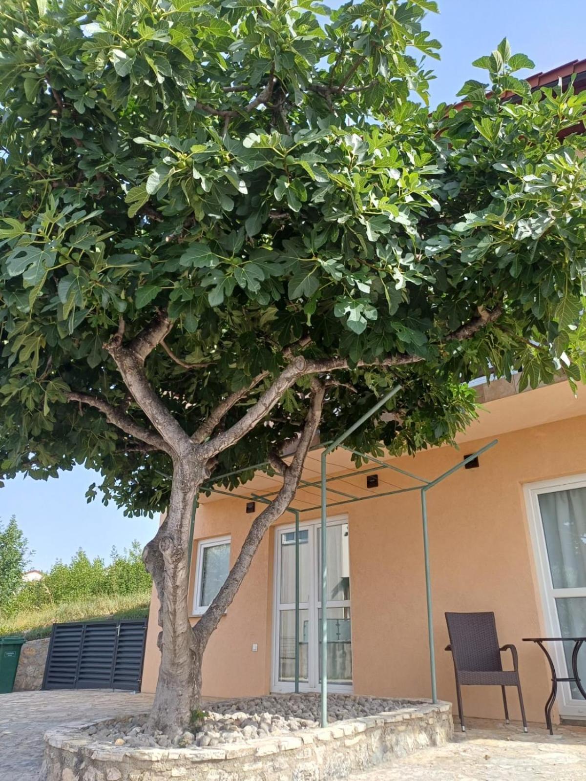 Apartament Ambiente Jasenice  Zewnętrze zdjęcie